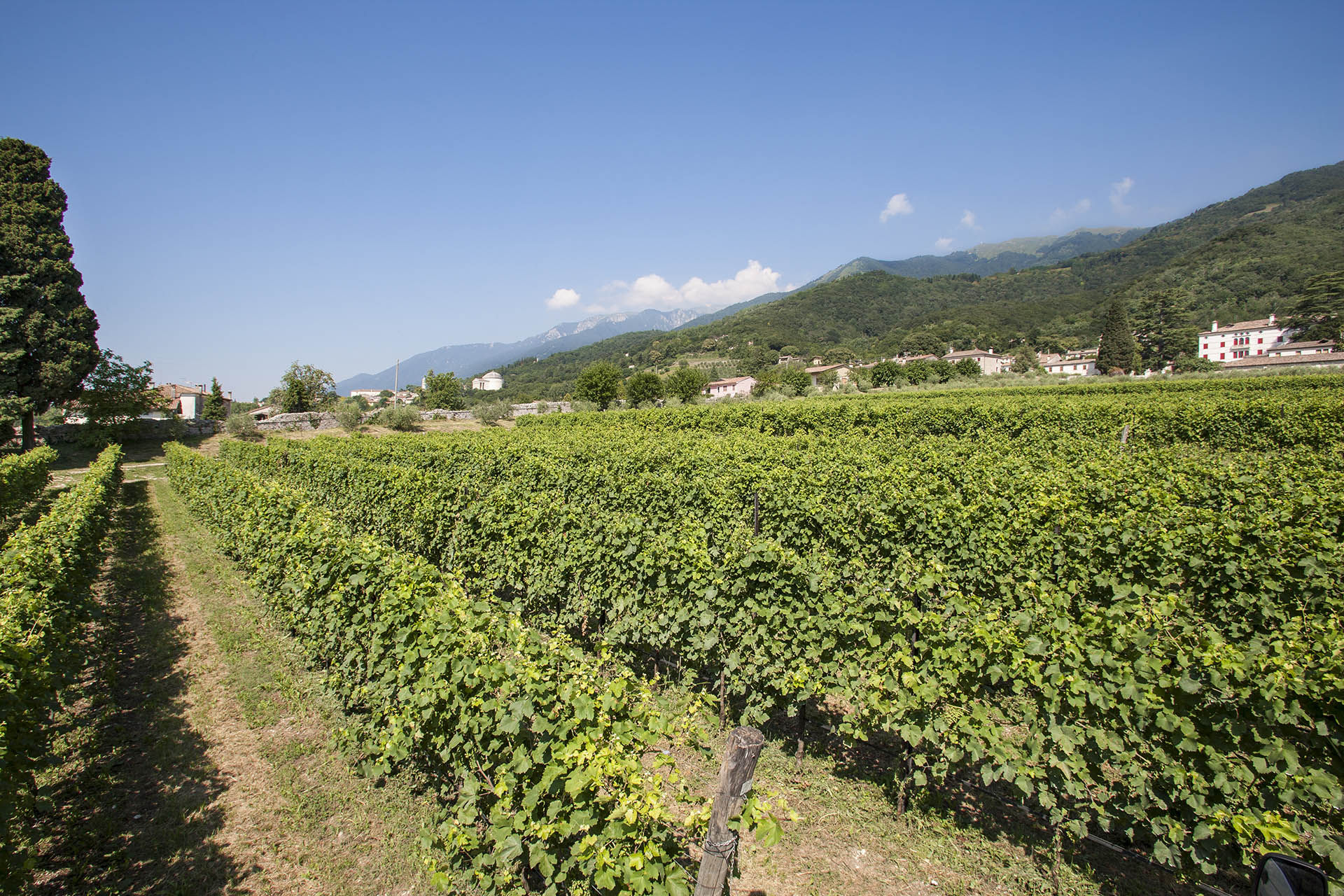 Vigneto Villa Premoli